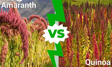 amoruntah|amaranth vs quinoa.